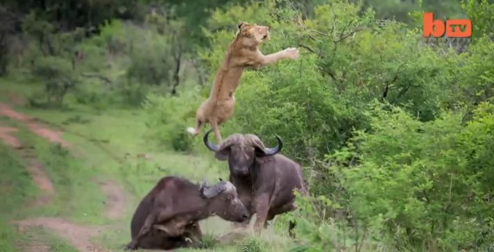 Video: Lietajúci lev